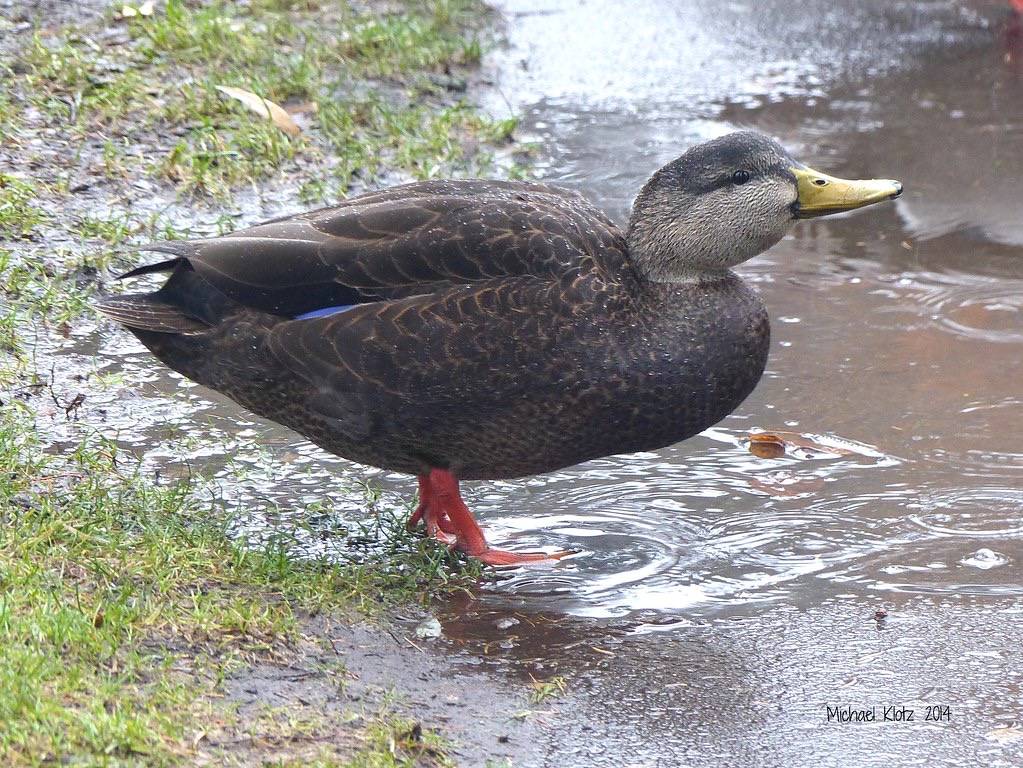 American Black Duck - Victoria, BC by Michael W Klotz - The Bird Blogger.com is licensed under CC BY-NC 2.0
